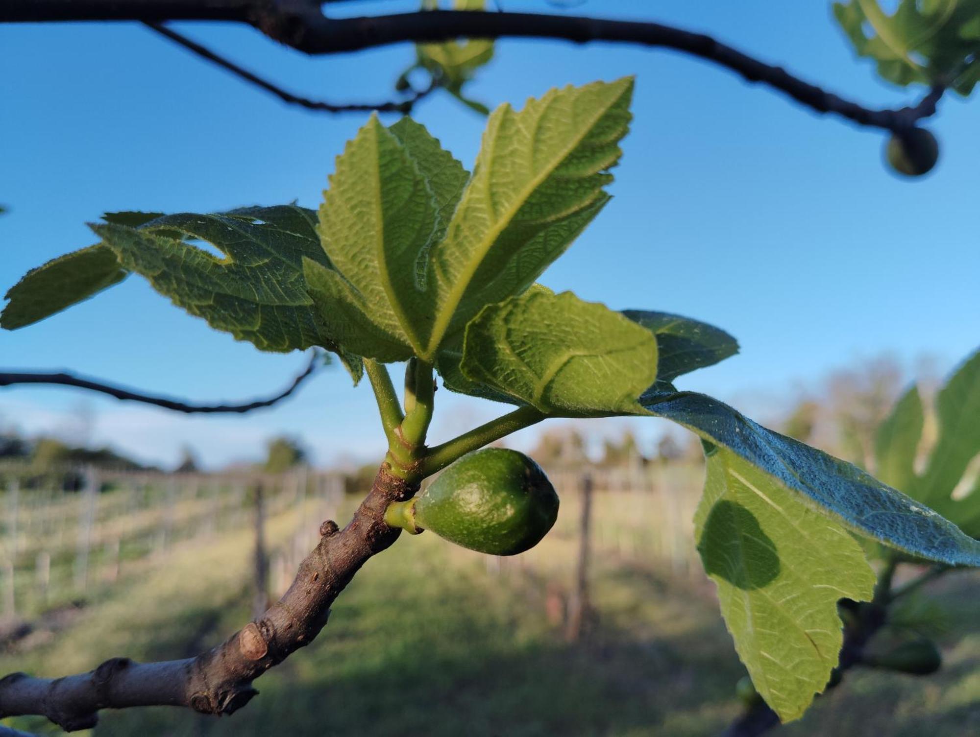 Gite L'Edenwine Doulezon Kültér fotó